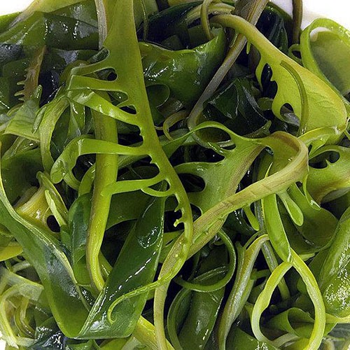 裙帶菜生產線