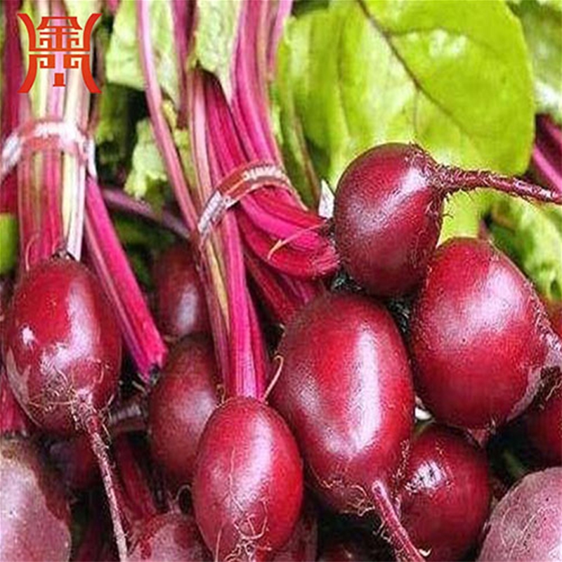 甜菜根清洗機 辣菜毛刷清洗機